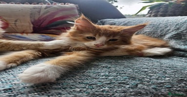 Maine Coon cats - Advert 8