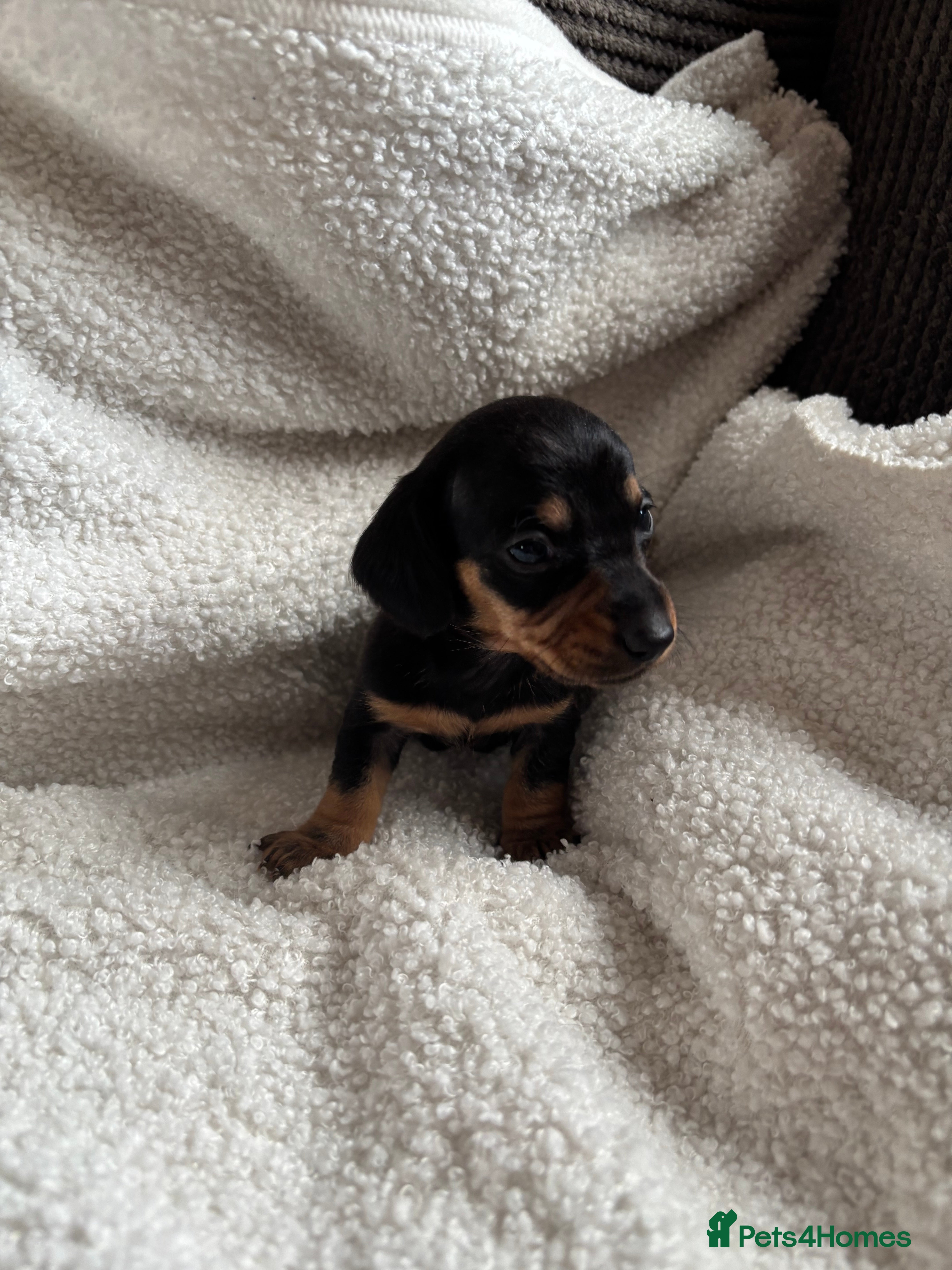 Miniature Dachshund dogs 2x boys left miniature dachshunds 🤍 - Advert 16