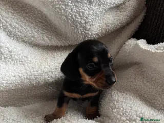 Miniature Dachshund dogs 2x boys left miniature dachshunds 🤍 - Advert 16