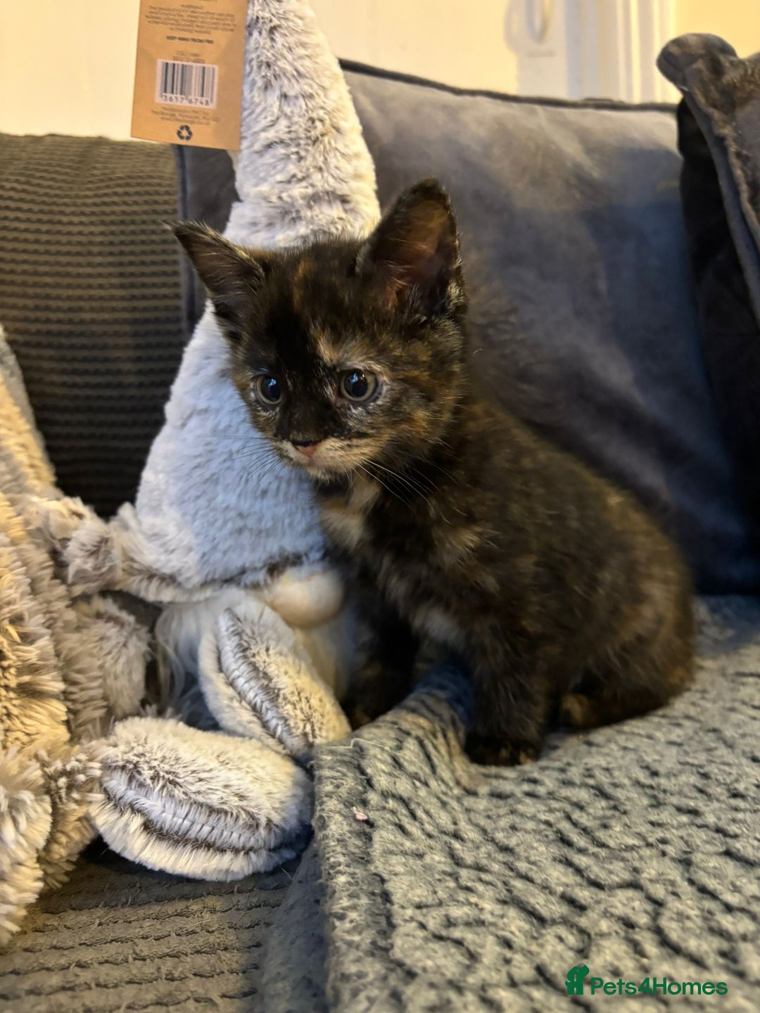 Mixed Breed cats for sale: 2 Beautiful Kittens for sale  - Advert 4