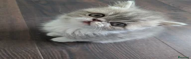 Exotic Kitten 3