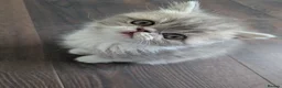 Exotic cats for sale: Beautiful exotic kittens - Advert 15