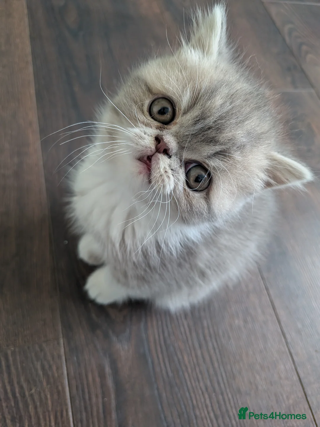 Exotic cats for sale: Beautiful exotic kittens - Advert 15