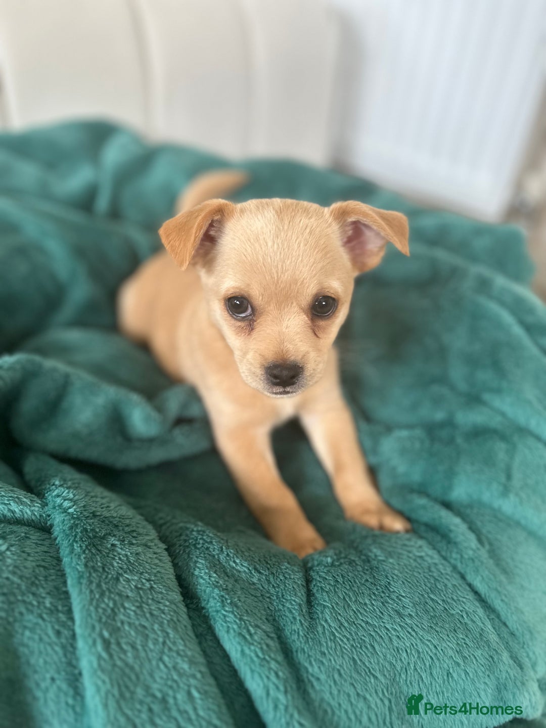Mixed Breed dogs for sale: Pugs x chihuahua puppies for sale - Image 3