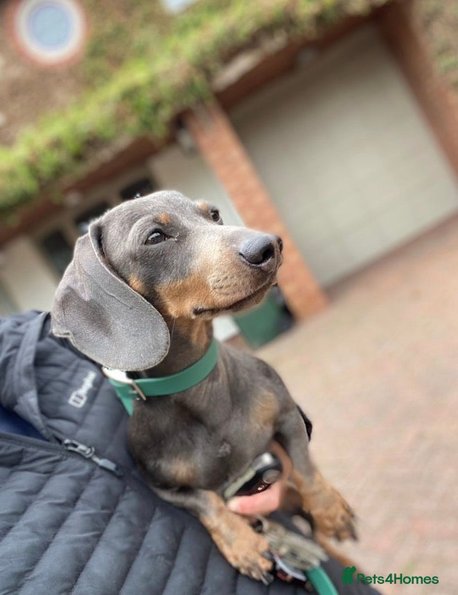 Miniature Dachshund dogs 🐾HUGO THE BOSS (KC REG & PRA CLEAR) PROVEN STUD🐾 in Manchester - Advert 18