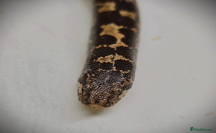 Snake reptiles - Advert 16