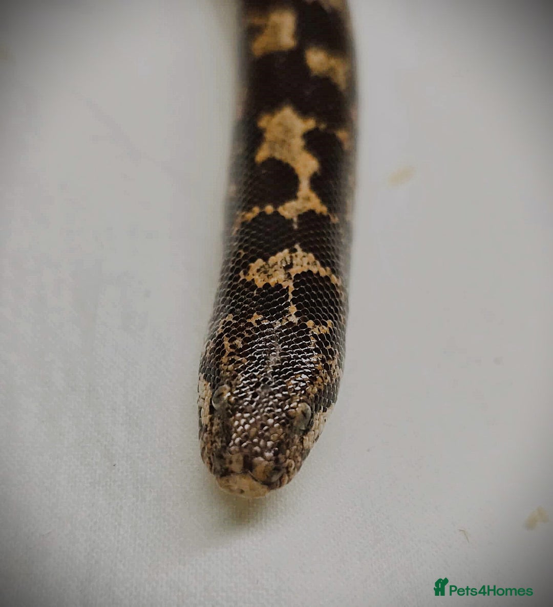 Snake reptiles for sale: Male Kenyan Sand Boa - Image 1