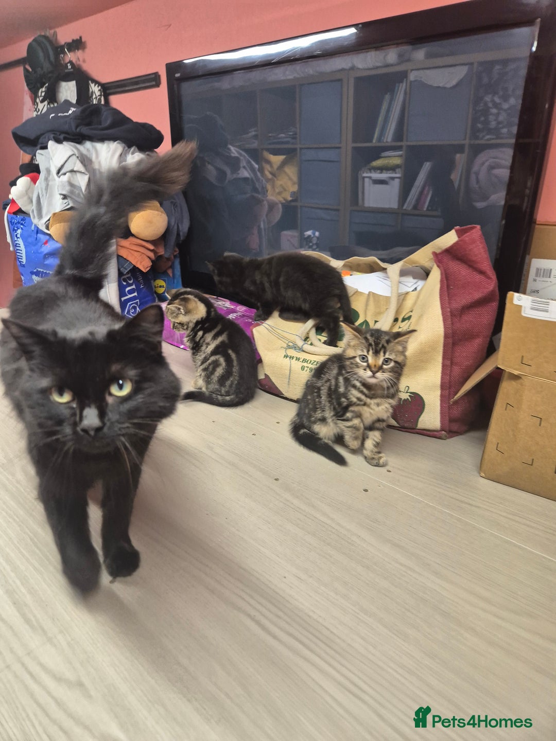 Mixed Breed cats for sale: Mixed Ragdoll kitties - Advert 2