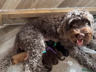 Cockapoo dogs F2 Cockapoo *1 female left* Purple collar - Advert 3