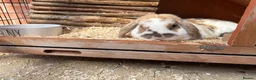 Cashmere Lop rabbits for sale: Cashmere lop rabbit  in Bridlington - Advert 4