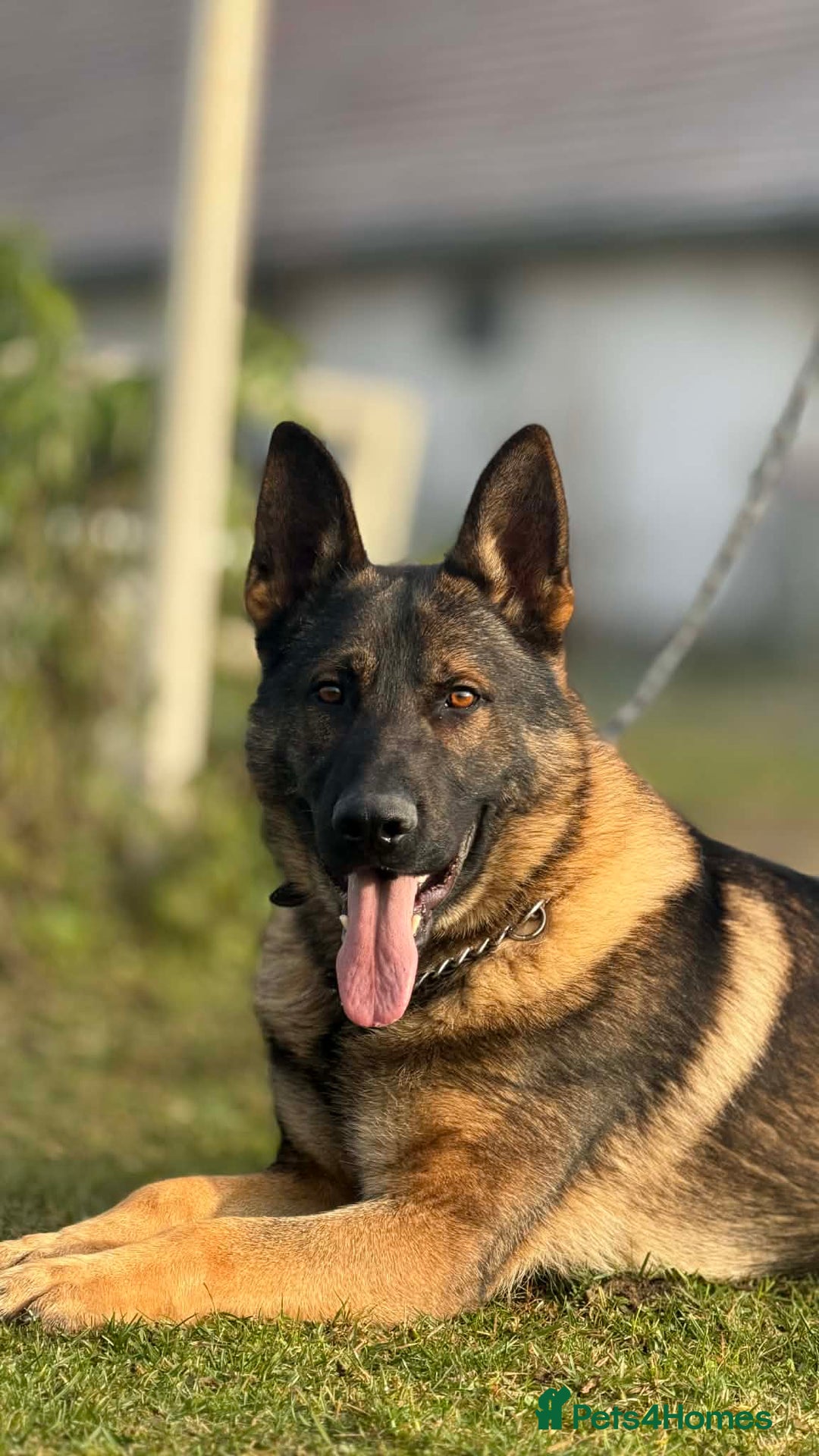 German Shepherd dogs for sale: Slovakian import male  - Advert 1