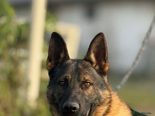 German Shepherd dogs Slovakian import male - Advert 4