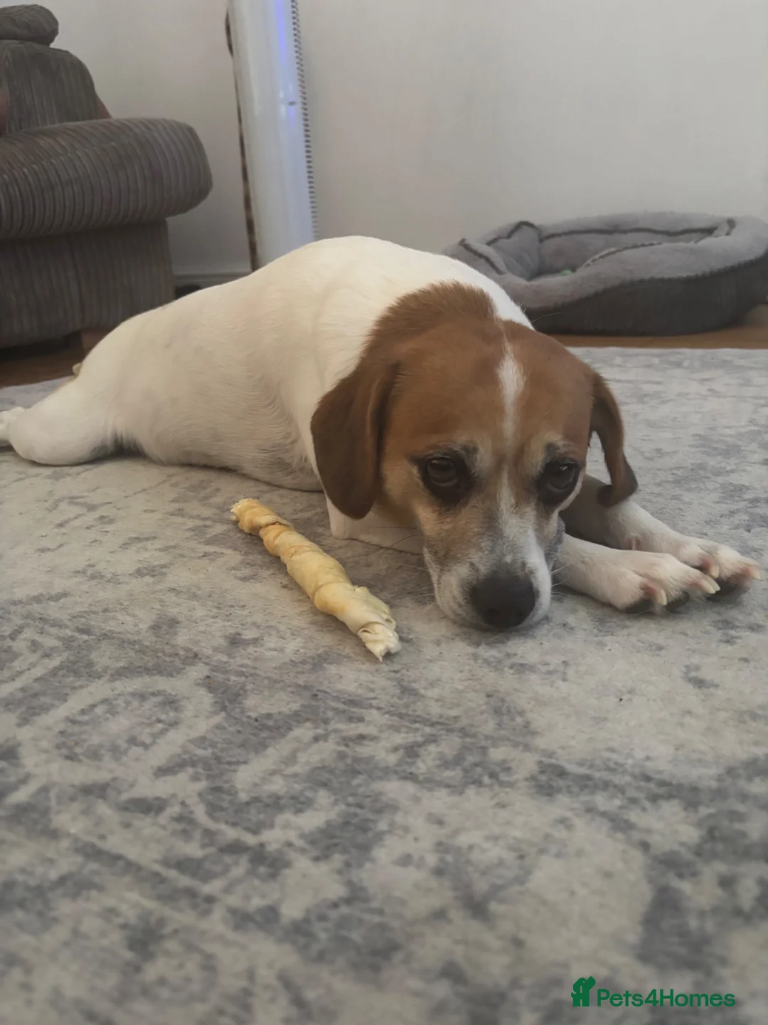 Jackapoo dogs for stud: Often mistaken for Beagle, charming Jackapoo 💕 - Advert 2