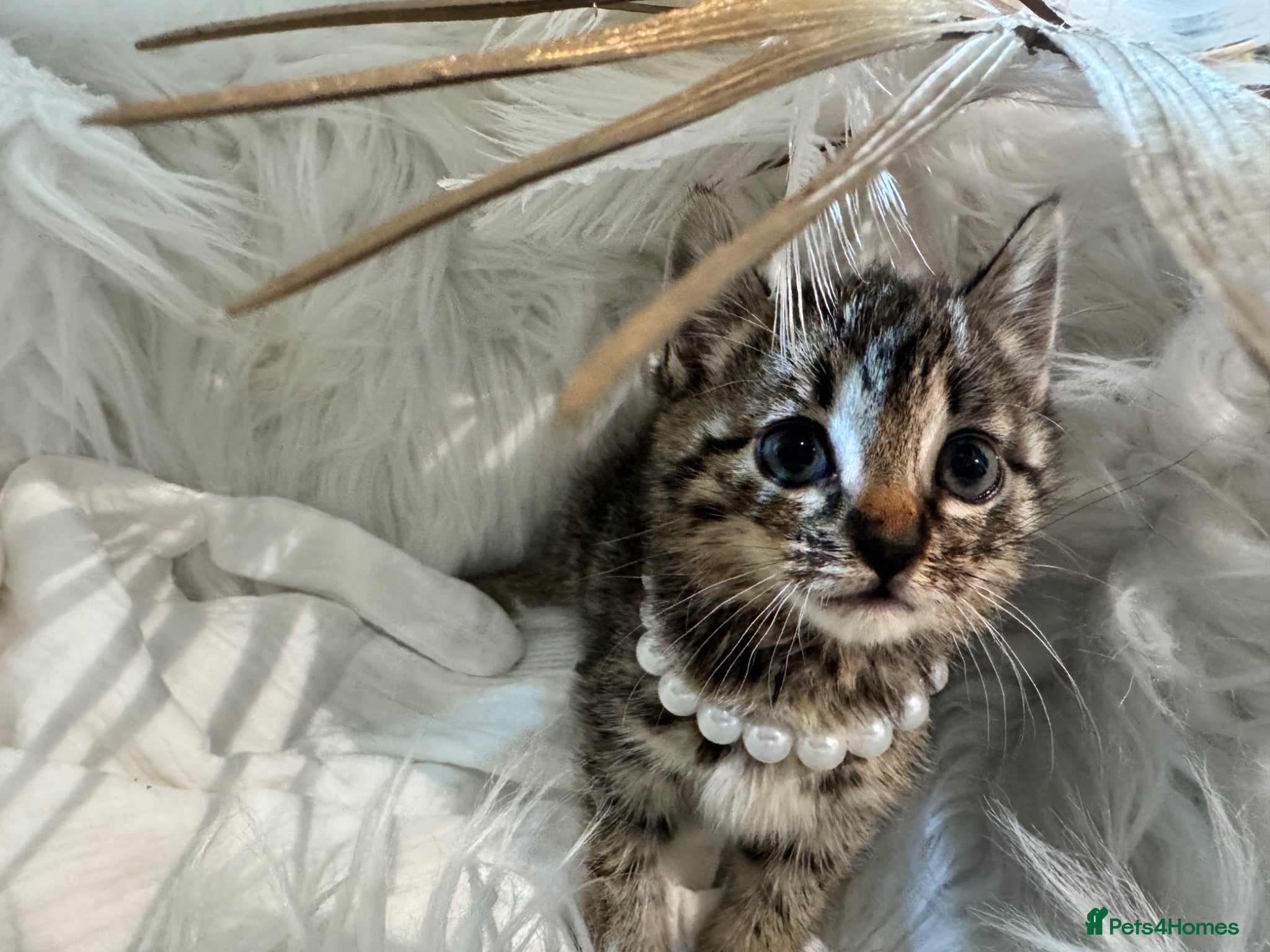 Egyptian Mau cats TICA REG Silver Egyptian Mau x SnowBengal LAST ONE - Advert 2