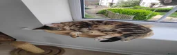 Mixed Breed cats for sale: Beanie in Nuneaton - Advert 7