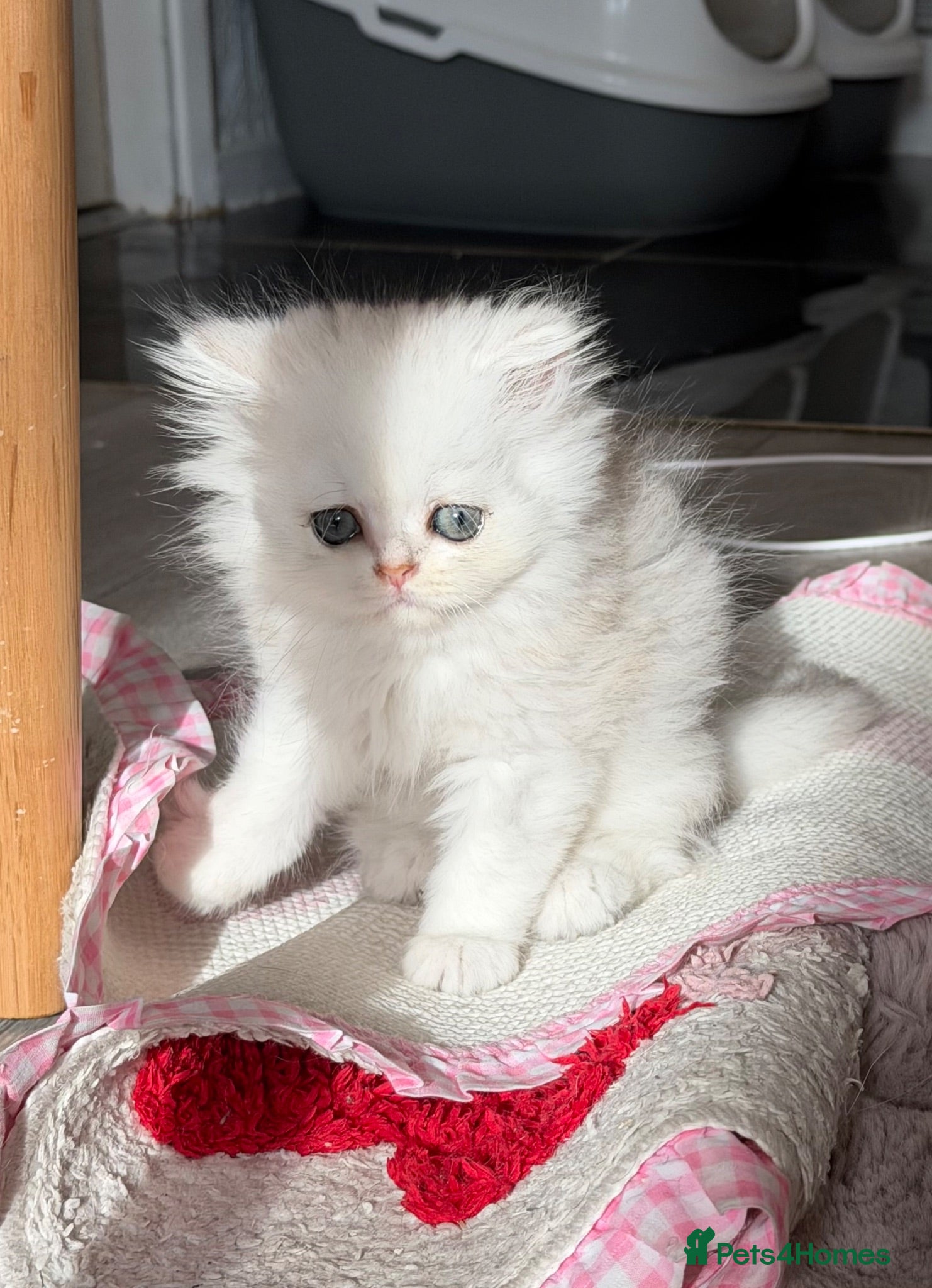Persian cats persian beautiful male kitten - Advert 13