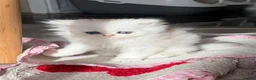 Persian cats for sale: persian beautiful male kitten - Advert 1