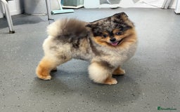 Pomsky dogs for stud: Black and Tan Merle blue eyes in Carlisle - Image 5