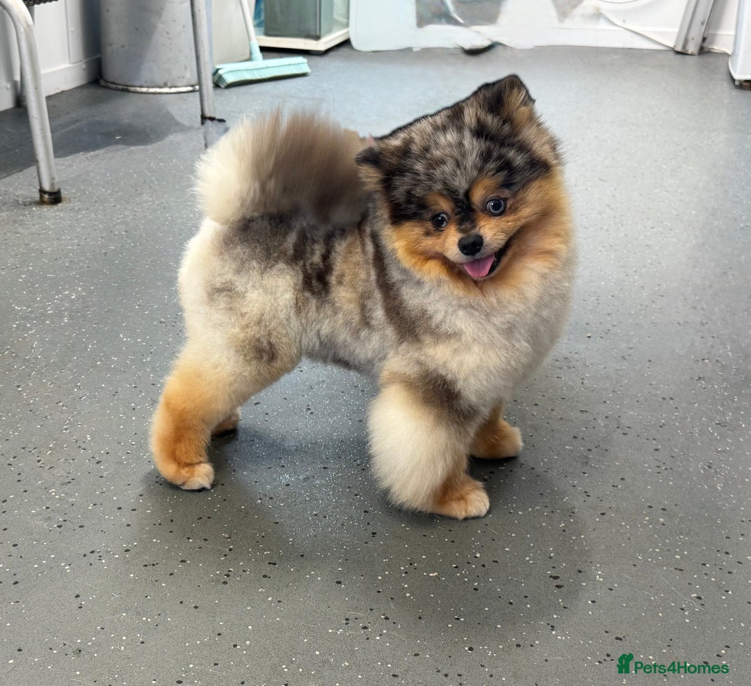 Pomsky dogs for stud: Black and Tan Merle blue eyes in Carlisle - Image 5