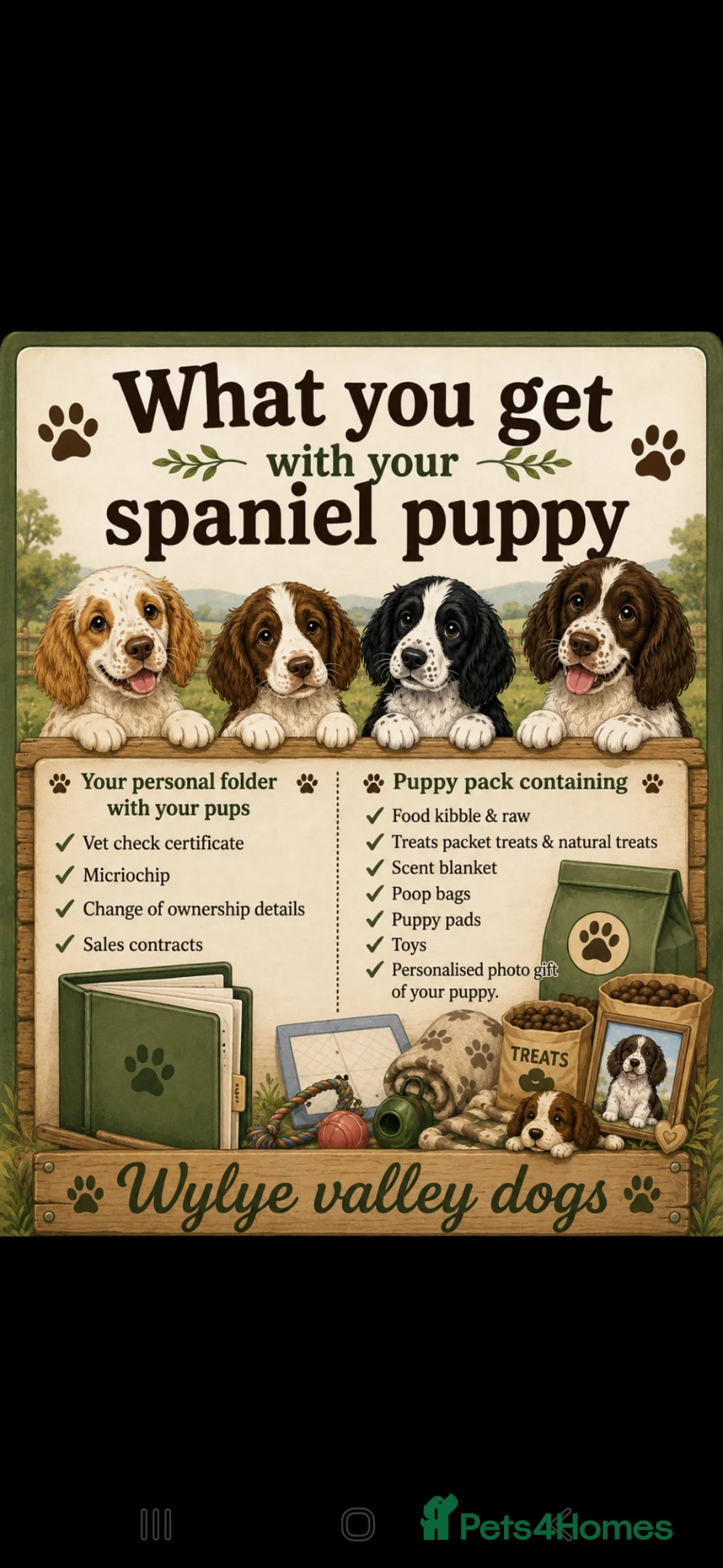 Mixed Breed dogs for sale: Clumber cocker springer cross - Advert 2