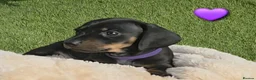 Miniature Dachshund dogs for sale: LAST PUP! Miniature Dachshund Puppies 🐶🐾 - Advert 3