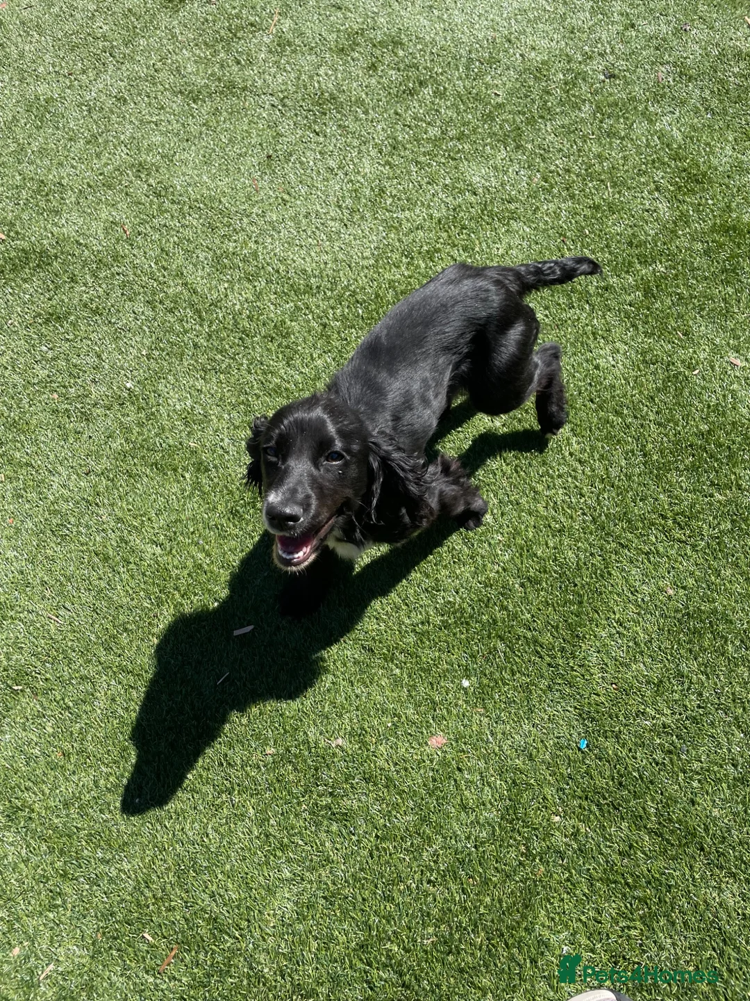 Cocker Spaniel dogs for sale: Working cocker spaniel - Advert 5