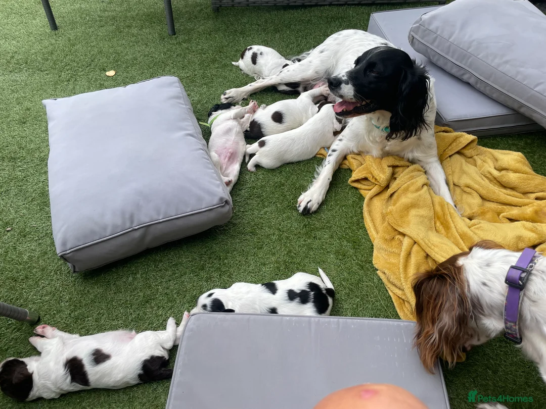 English Springer Spaniel dogs for sale: Springer Spaniels 4 x Boys in Wakefield - Advert 2