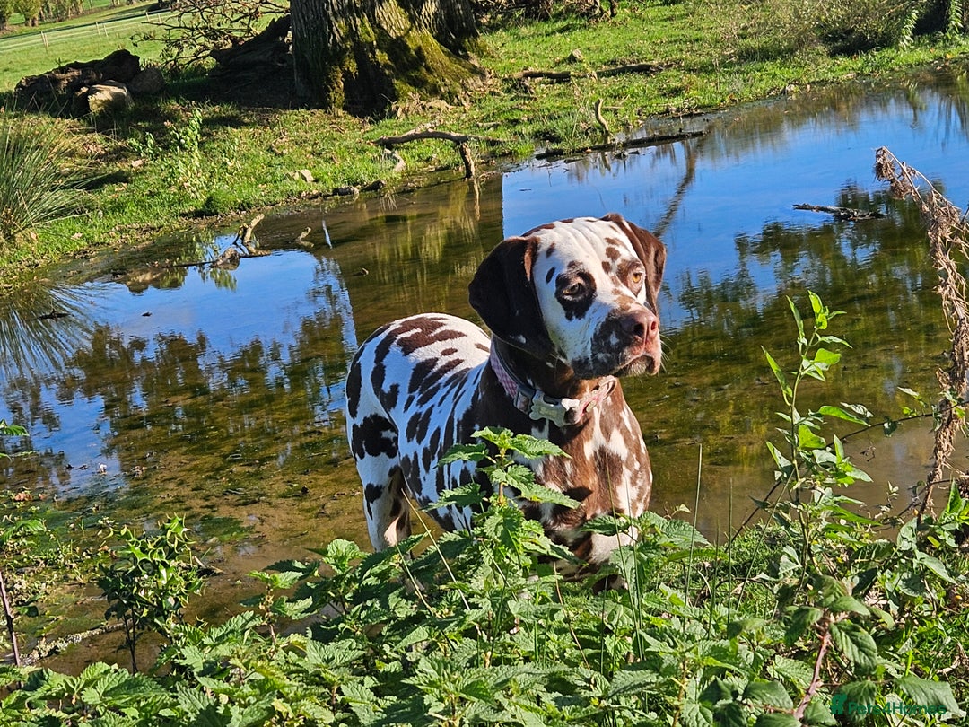 Dalmatian dogs for sale: Top quality Dalmatian puppies - Advert 7