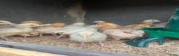 Mixed Breed poultry for sale: Rumpless Arucana Hen Polish, Brahma, silkie chicks - Advert 22