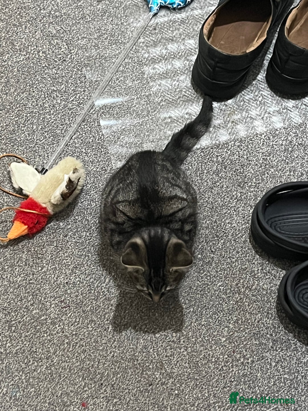 American Shorthair cats for sale: Adorable male tabby kitten for sale - Advert 4