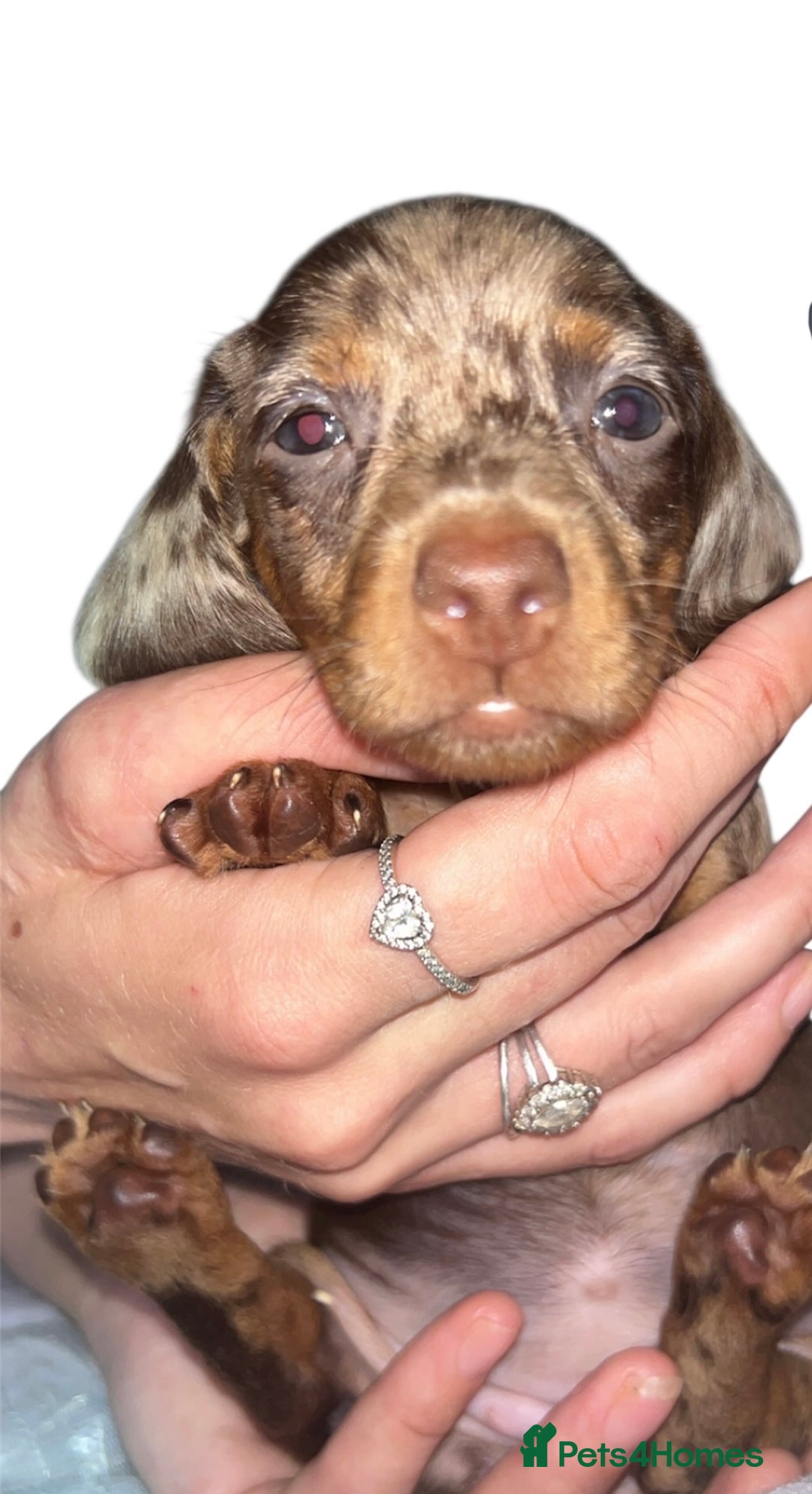 Dachshund dogs for sale: Chocolate Dapple short haired   - Image 3