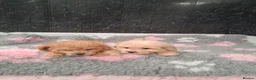 Cavapoo dogs for sale: Beautiful Cavapoo puppys for sale - Advert 5