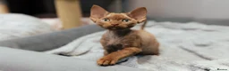 Devon Rex cats for sale: Adorable GCCF Registered Devon Rex Kittens - Advert 15