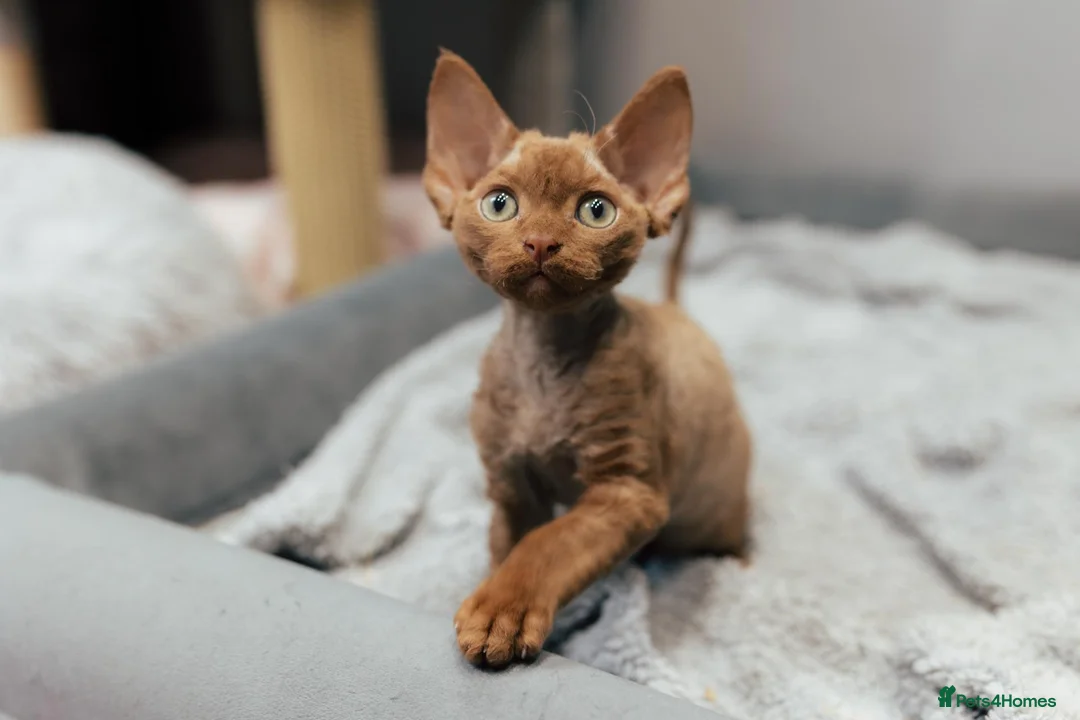 Devon Rex cats for sale: Adorable GCCF Registered Devon Rex Kittens - Advert 15