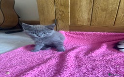 Mixed Breed cats for sale: Ready!!!! Mixed British shorthair kittens - Image 12