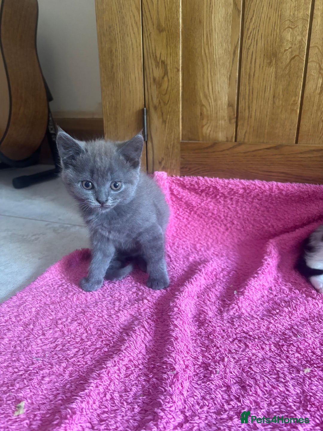 Mixed Breed cats for sale: Ready!!!! Mixed British shorthair kittens - Image 12