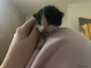 Mixed Breed cats Three lovely kitten ready in march - Advert 17