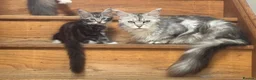 Maine Coon cats for sale: Full maine coon kittens ready now - Advert 2