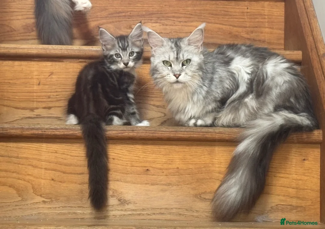 Maine Coon cats for sale: Full maine coon kittens ready now - Advert 2