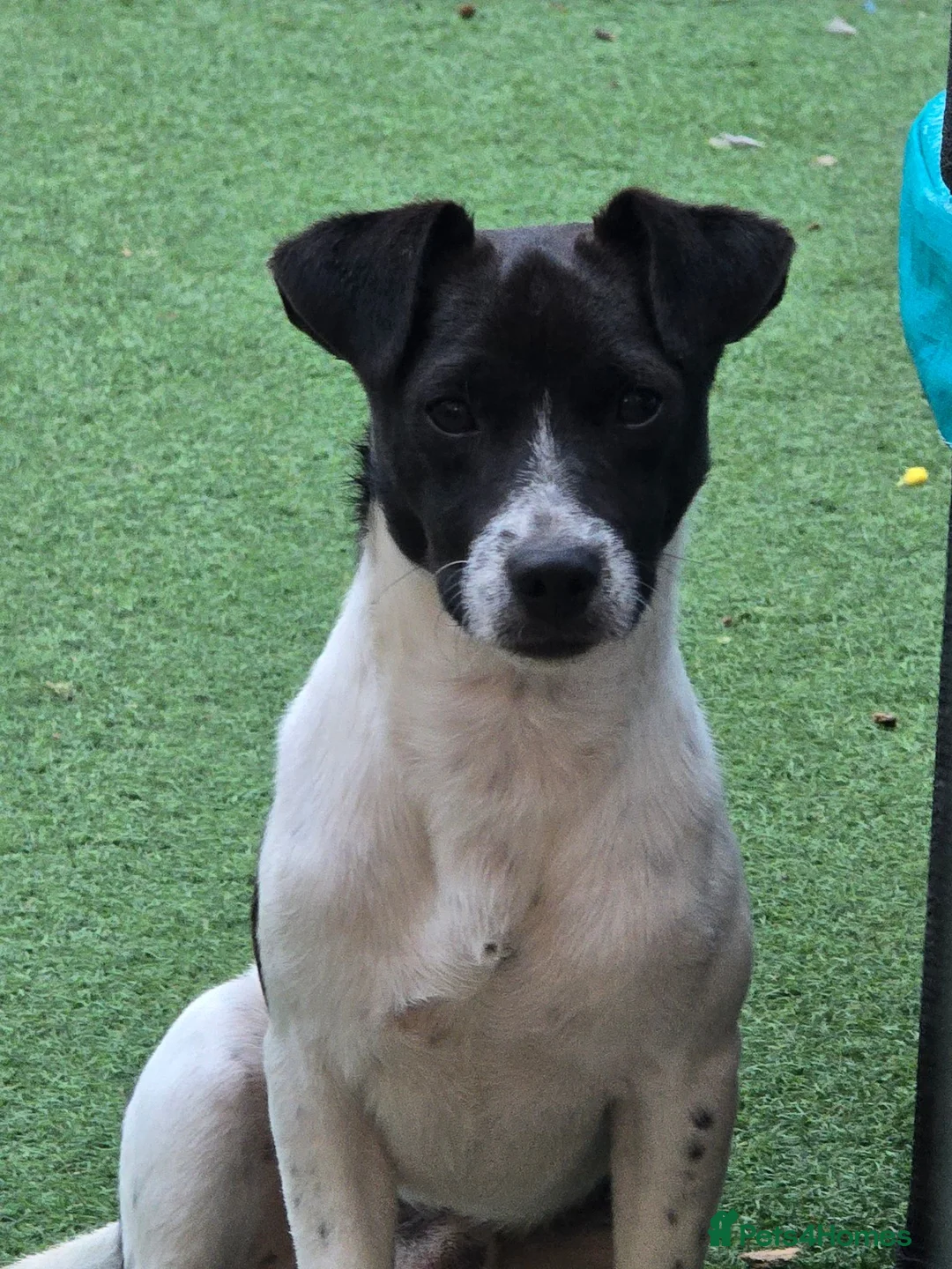 Jack Russell dogs for sale: Meet Bandit 🖤🤍 in Wisbech - Advert 2