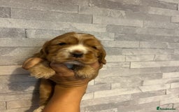 Cocker Spaniel dogs for sale: 🐶 STUNNING traditional KC show cocker spaniels*** - Image 13