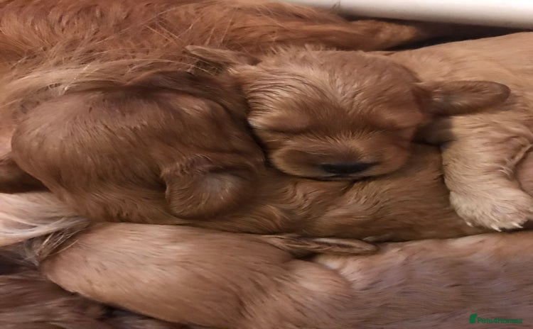 Cavapoo dogs - Advert 13