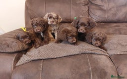 Cocker Spaniel dogs for sale: Cocker spaniel puppies  - Image 2