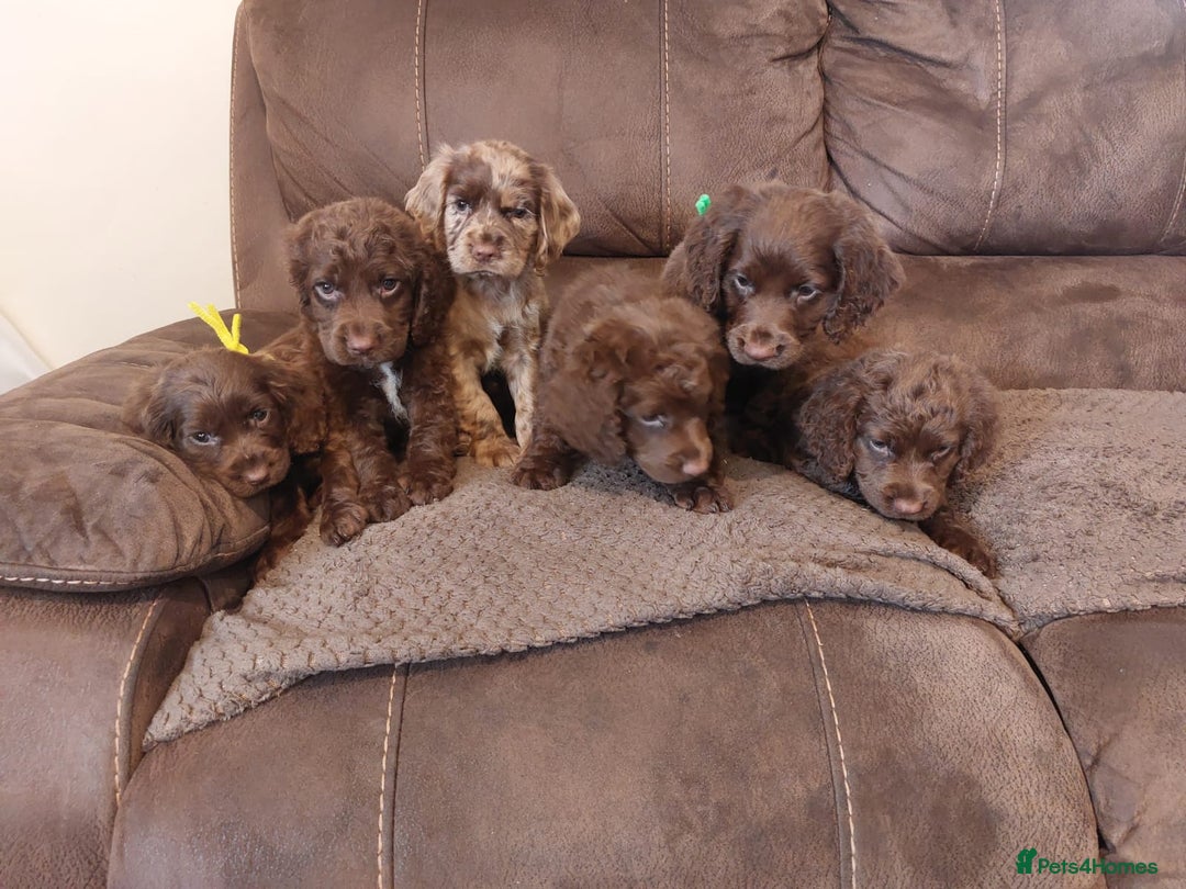 Cocker Spaniel dogs for sale: Cocker spaniel puppies  - Image 2