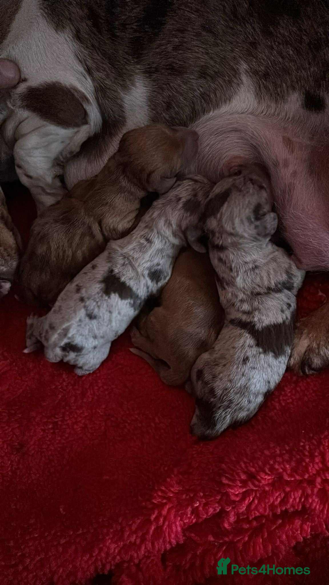 Miniature Dachshund dogs 3 Miniature dachshunds ⭐️ - Advert 2