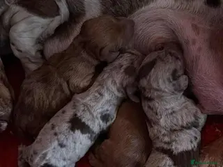 Miniature Dachshund dogs 3 Miniature dachshunds ⭐️ - Advert 1