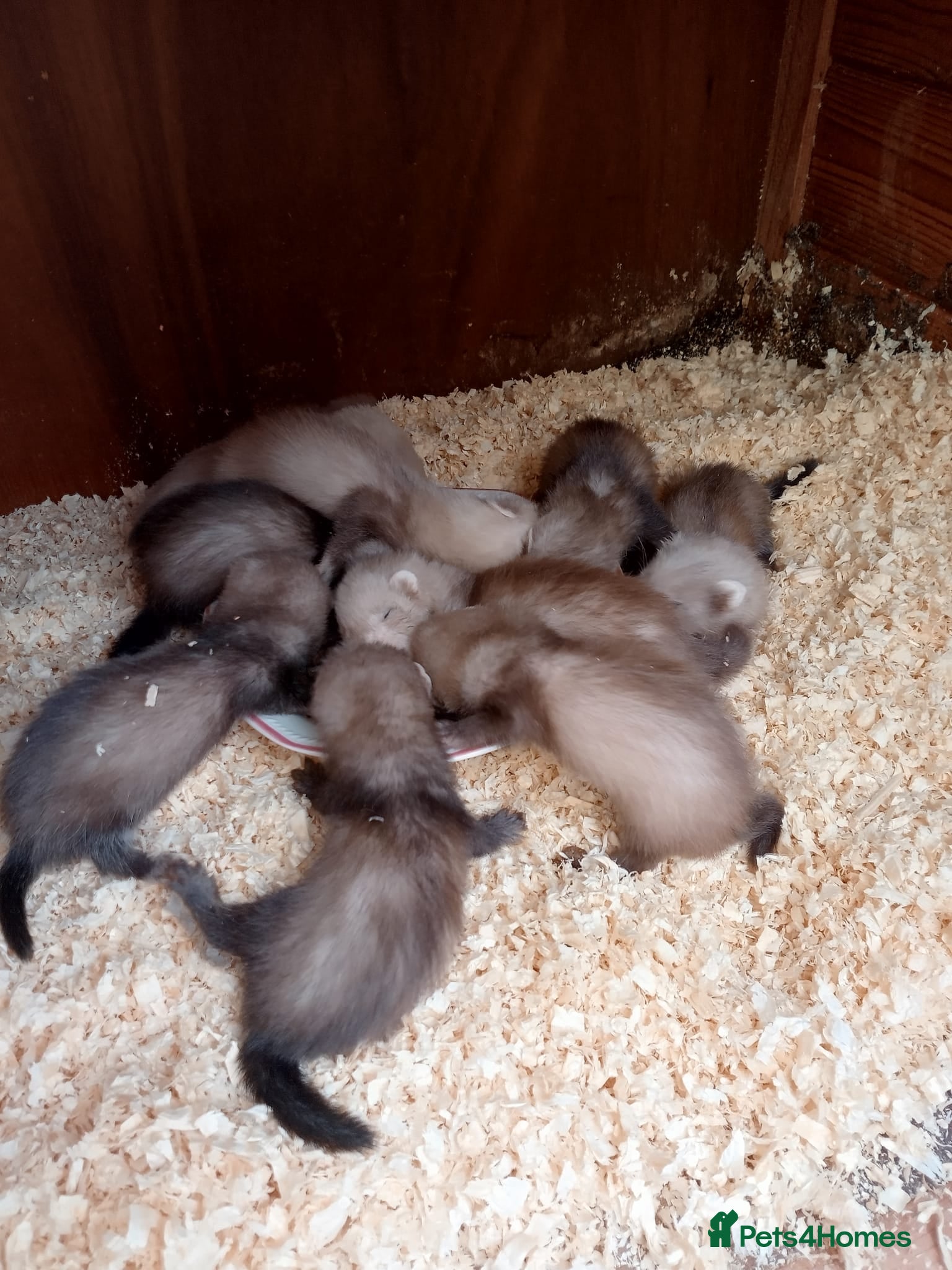 Ferret rodents Ferret kits Cinnamons also browns available  - Advert 1