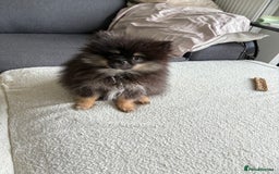 Pomeranian dogs for sale: Bear the tiny Pomeranian  - Image 9