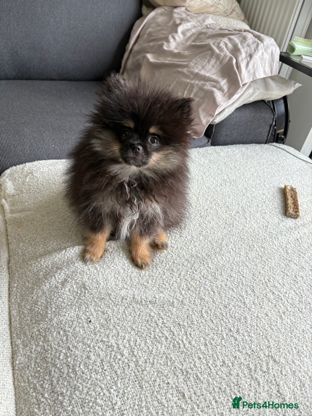 Pomeranian dogs for sale: Bear the tiny Pomeranian  - Image 9