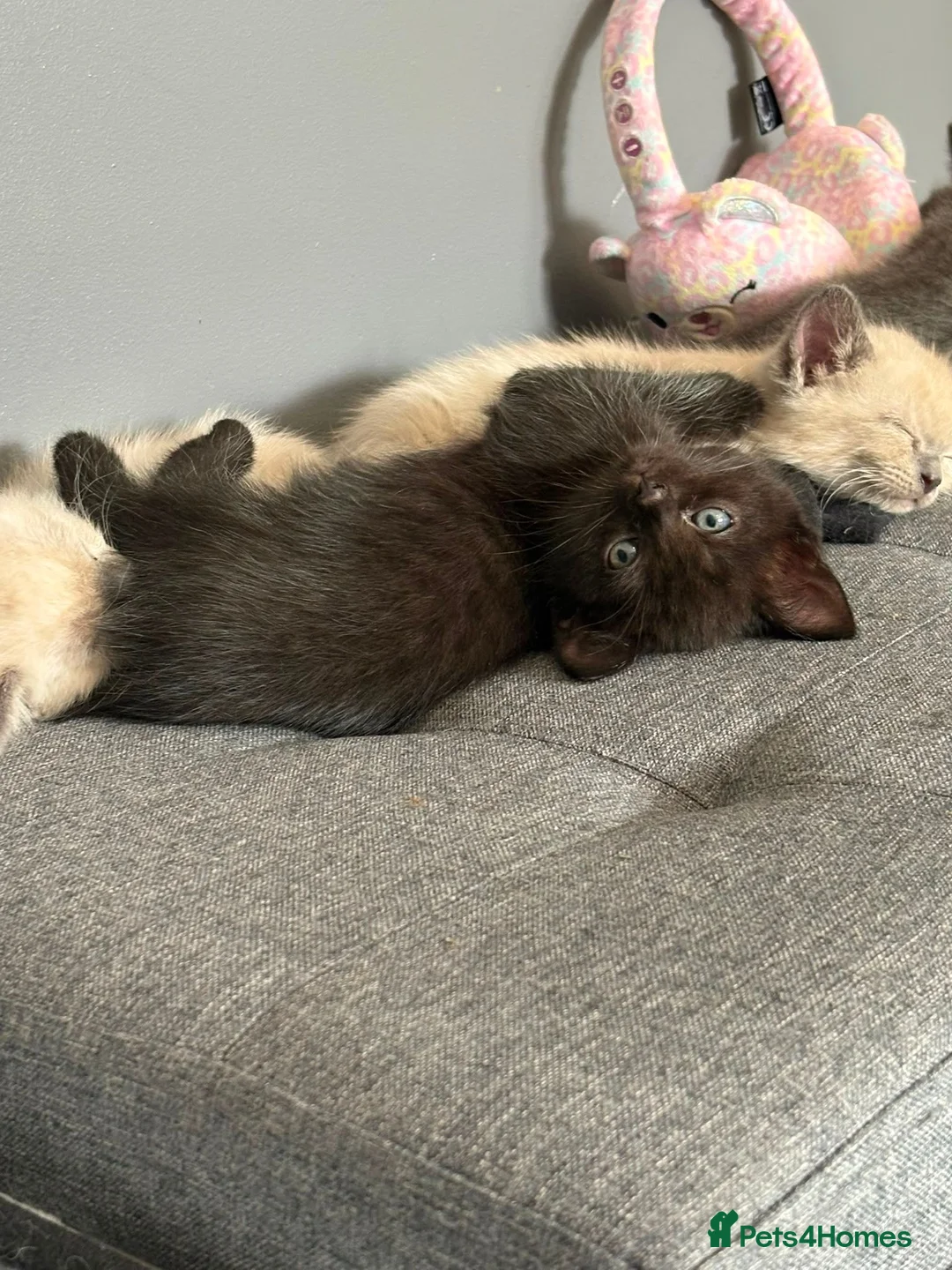 Mixed Breed cats for sale: 1 beautifull  half ragdoll baby left ready 18t aug - Advert 1